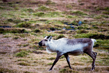 Walking reindeer on pasture ground