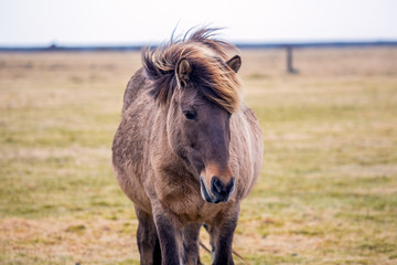 Pregnant Icelandic horse while eating on meadow
