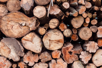 Closeup of Logs of Trees in Nature. Woodpile of cut Lumber for forestry industry