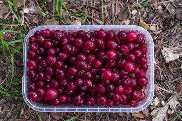 Cranberries in plastic containers. Cranberries in a plastic case.