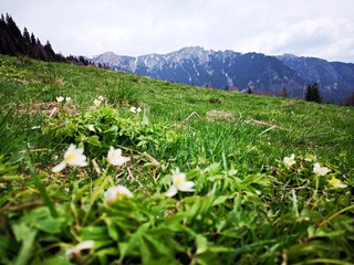 Fototapeta na wymiar Mountains landscape in early spring - with spring flowers