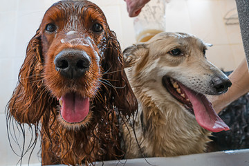 happy dogs in the bathroom wash wet