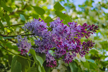 Fototapeta na wymiar Spring scene in the park flowering branch of lilac on a blurred background.