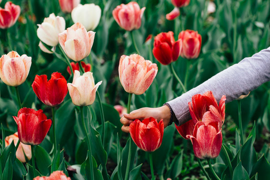 Child picking a flower from a tulips field