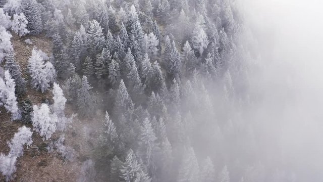 white snowy trees mountain rise cloudy aerial. Foggy mount forest with ice frost covered trees in Winter drone flight establisher.