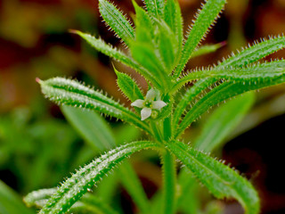 Green Plant closeup with cute hidden white flower 
