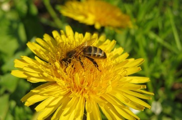 Bee on yellow dandelion flower in the meadow, closeup
