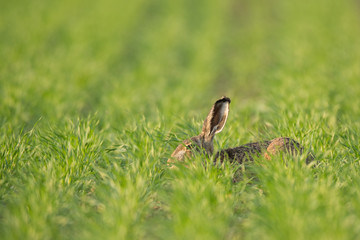 European brown hare (Lepus europaeus)