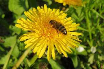 Bee on dandelion flower in the garden, closeup