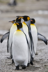 King penguins in a group on South Georgia Island
