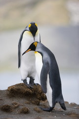 King penguins caress on South Georgia Island
