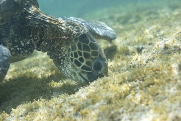 Green sea turtle feeding near the Hawaiian Islands