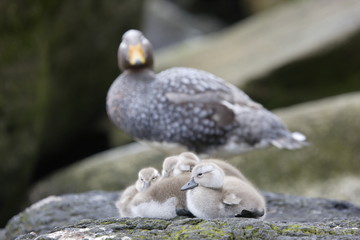 Flightless steamer ducks on the Falkland Islands