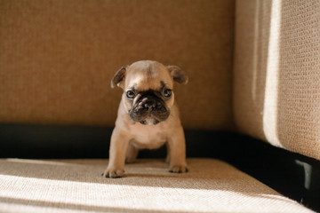 A beautiful puppy of the French bulldog breed sits on a sofa covered with a burlap light brown color.