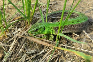 Beautiful green lizard on grass in the garden, closeup 