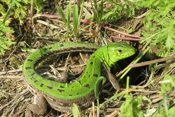 Green european lizard near the hole in the garden, closeup 
