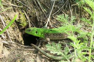 Green european lizard near the hole in the garden, closeup 