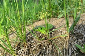 Green european lizard near the hole in the garden, closeup