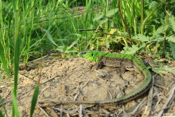 Green european lizard near the hole in the garden, closeup
