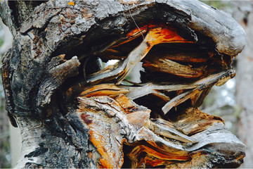 Burnt Trunk Flame Tungue