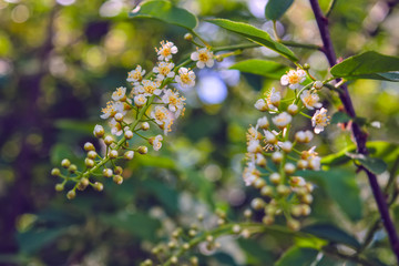 Spring scene in the park flowering branch of white bird cherry on a blurred background.