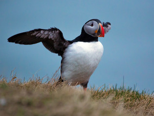 Wing-beating puffin on rocky outcrop in Iceland