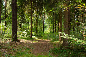 Obraz premium waldweg im naturschutzgebiet