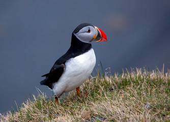 Puffins on overgrown rocky outcrop