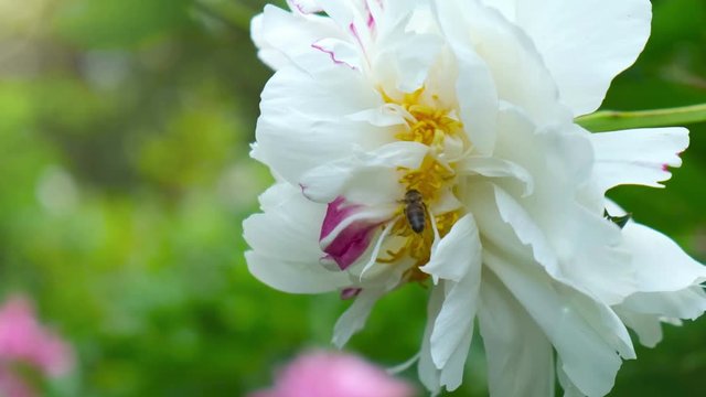 A bee flies around a beautiful white flower