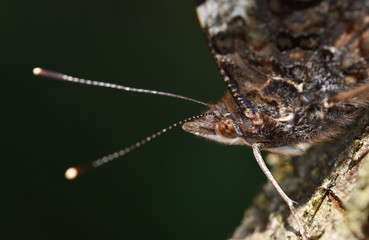 Macro photo of a small butterfly peacock eye with clear villi and faceted eyes close-up