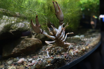 Krebs im Aquarium, Krabbe