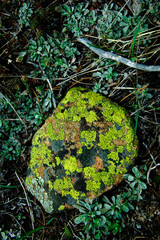 A Rolling Stone and its Moss