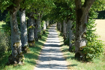 Kleine Allee am Starnberger See