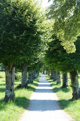 Kleine Allee am Starnberger See