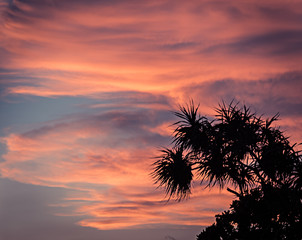 Fototapeta na wymiar Beach sunset sky palm trees silhouette vintage landscape background travel vacation lifestyle with scenic pink orange sunset sky 