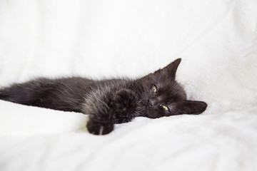 Chaton endormi