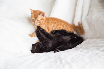 Chatons