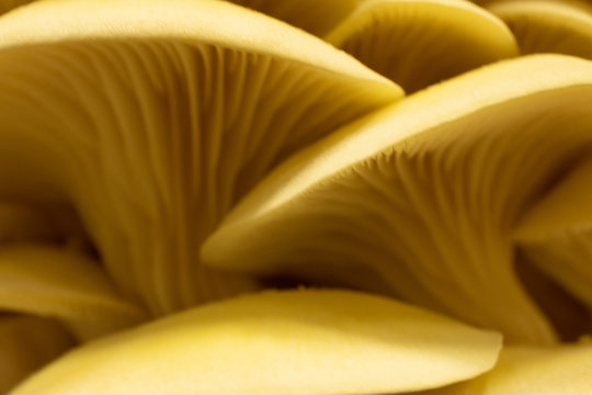 Limonenseitlinge