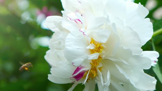 Spring single daisy flower and bee close up slow motion close up