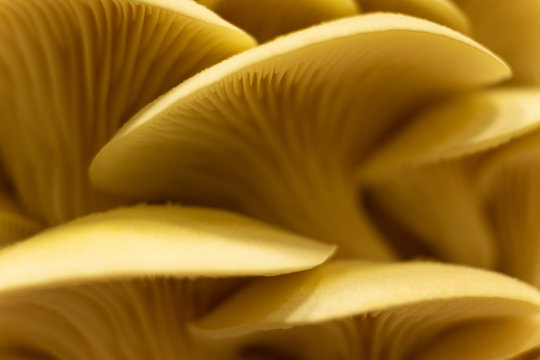 Limonenseitlinge