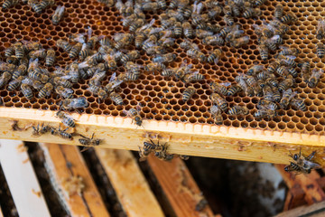 Closeup of honeycomb frame full of bees in apiary. Apiculture. Urban beekeeping.