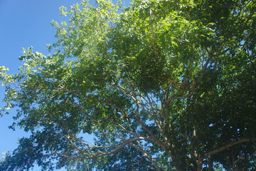 tree in the sky