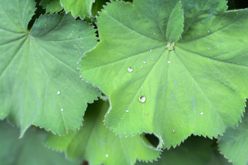 Alchemilla Mollis plant with green leaves and water droplets