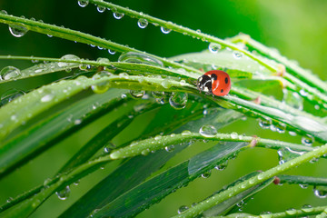 Ladybug on grass in summer in the field close-up