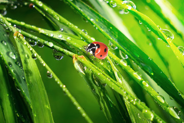 Ladybug on grass in summer in the field close-up