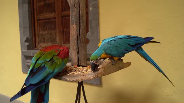 two macaws chomping together