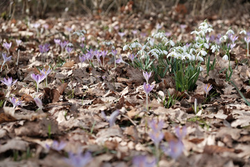Schneeklöckchen im Laub