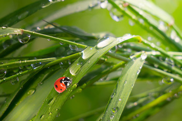 Ladybug on grass in summer in the field close-up