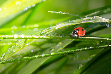 Ladybug on grass in summer in the field close-up