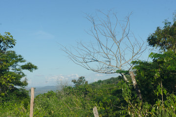 tree in field